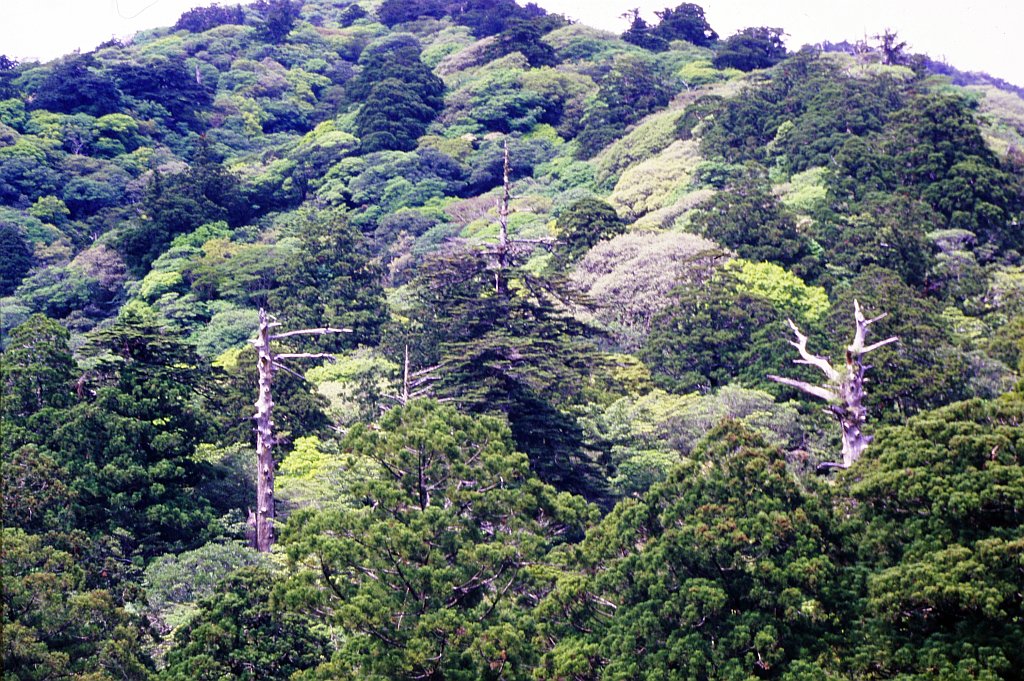 Cryptomeria japonica Plantation Forest