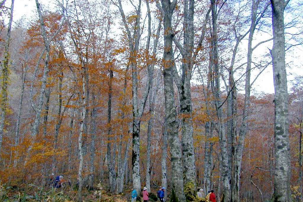 Fagus crenata Forest