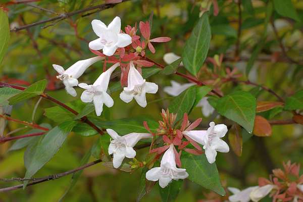 ハナゾノバネウツギ