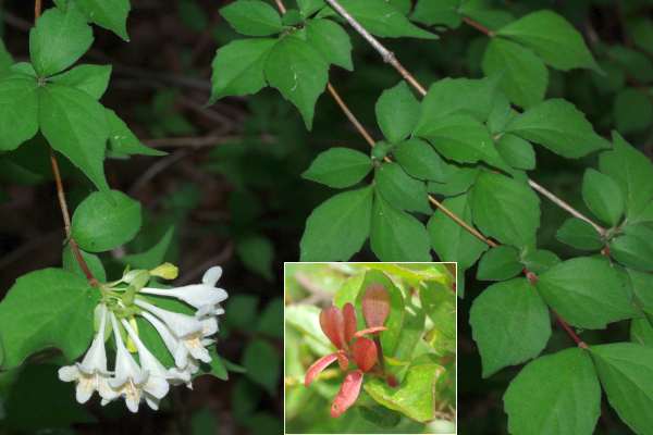 コツクバネウツギ