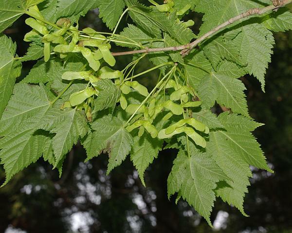アサノハカエデ