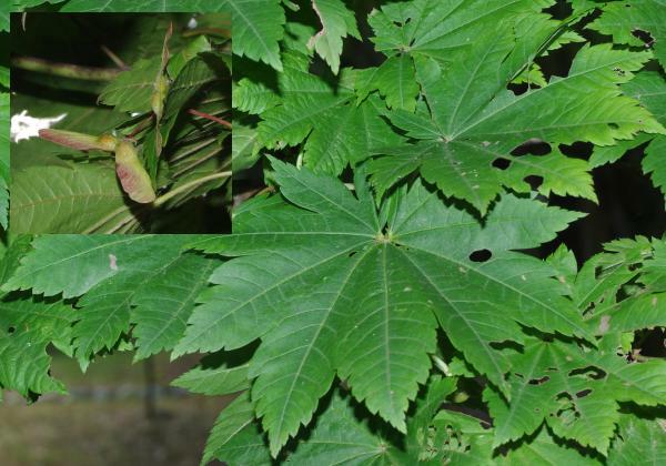 ハウチワカエデ