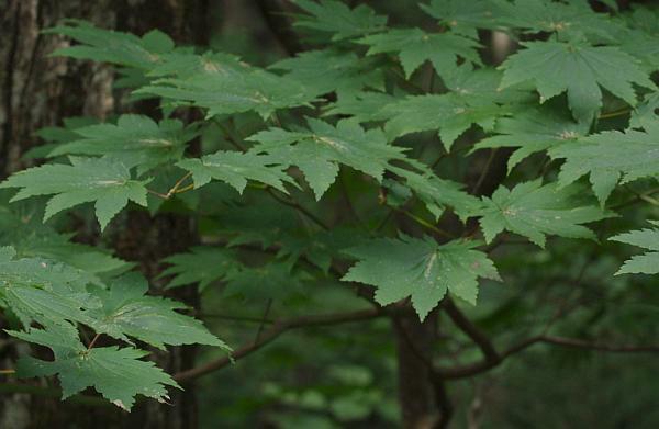 オオイタヤメイゲツ