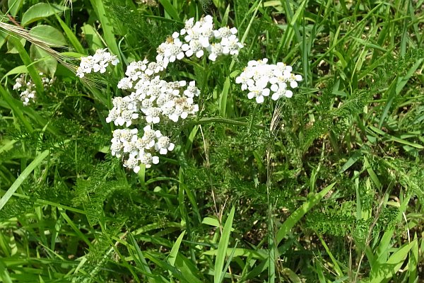 セイヨウノコギリソウ