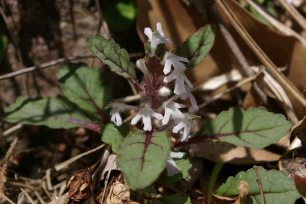 ツクバキンモンソウ
