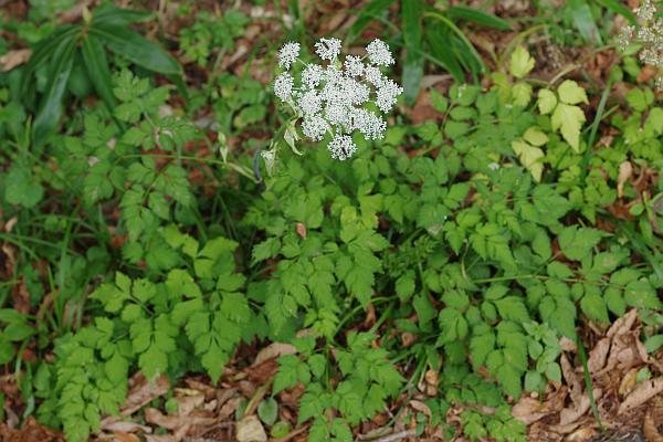 シラネセンキュウ