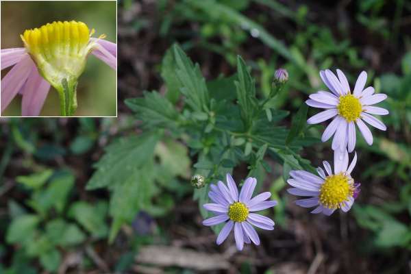 オオユウガギク