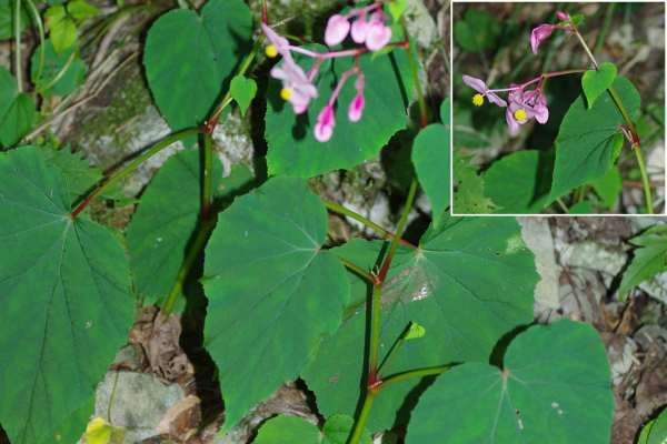 シュウカイドウ