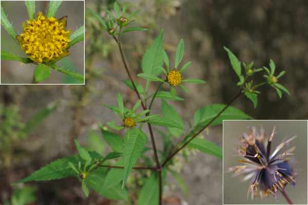 アメリカセンダングサ