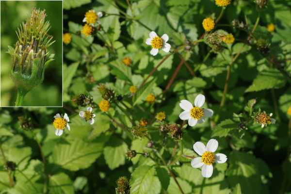 シロノセンダングサ