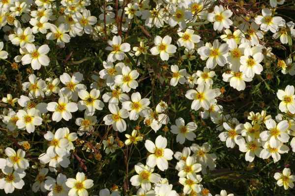 シロノセンダングサ