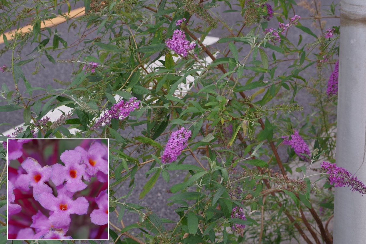 フサフジウツギ