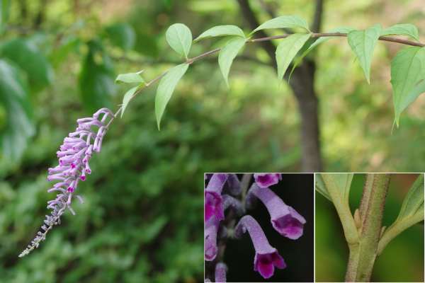 トウフジウツギ