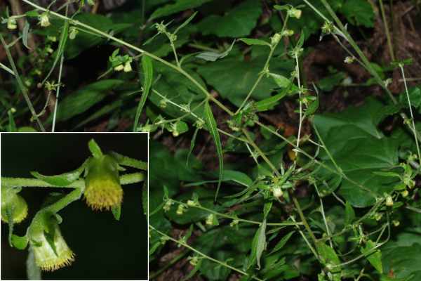 ホソバガンクビソウ