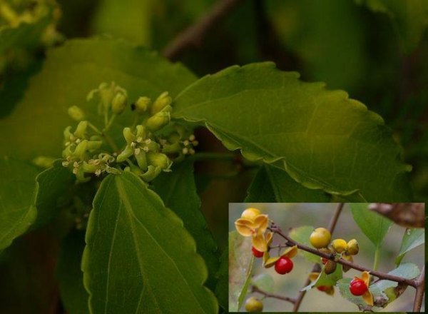 ツルウメモドキ