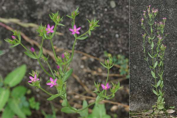 ベニバナセンブリ