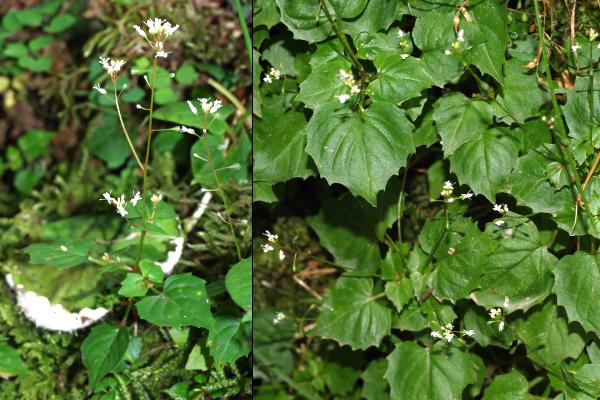 ミヤマタニタデ