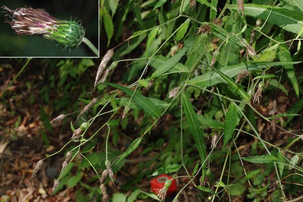ビッチュウアザミ