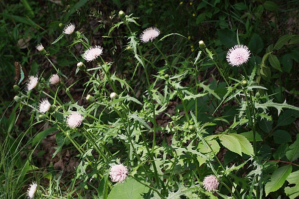 シロバナアザミ