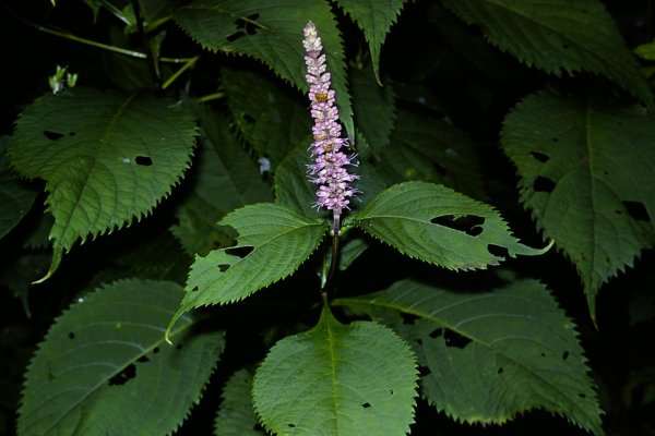 オオマルバノテンニンソウ