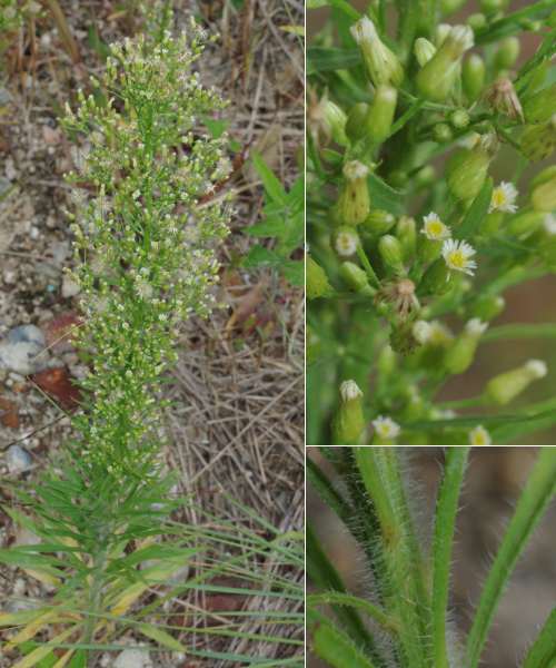 ヒメムカシヨモギ