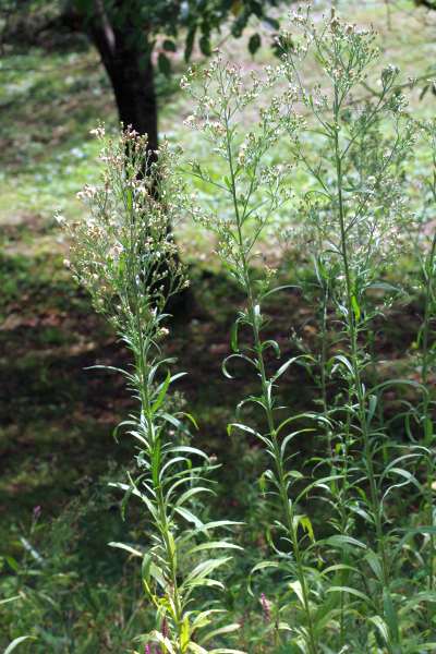 オオアレチノギク