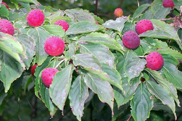 ヤマボウシの果実