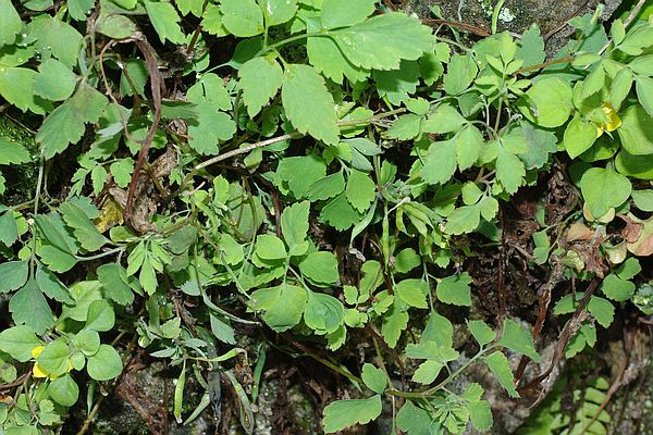 ツクシキケマン