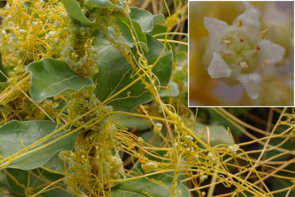 アメリカネナシカズラ