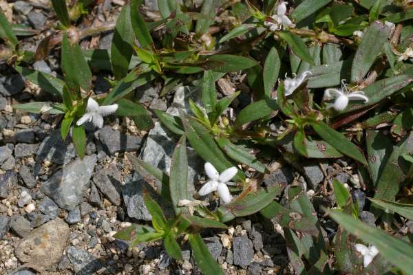 メリケンムグラ