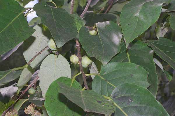 リュウキュウマメガキ