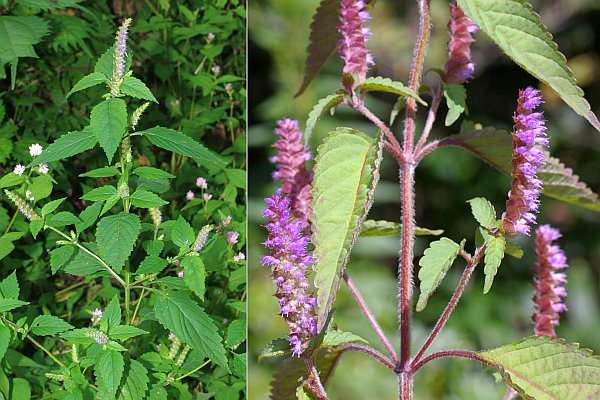 ナギナタコウジュ