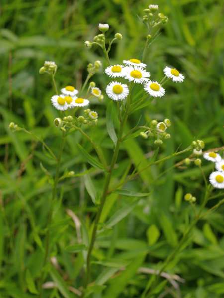 ヘラバヒメジョオン