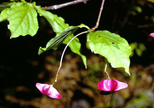 ヒロハノツリバナ