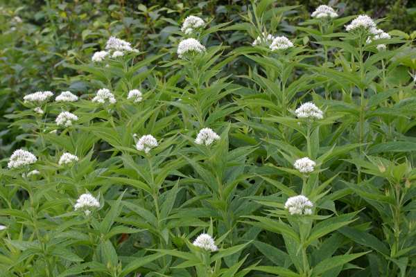 ヨツバヒヨドリ