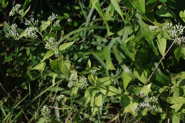 キモンヒヨドリ