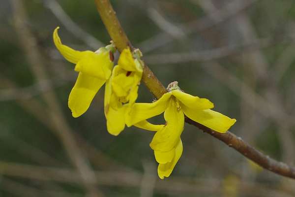 ヤマトレンギョウ