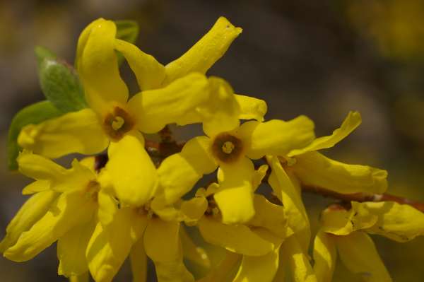 シナレンギョウ