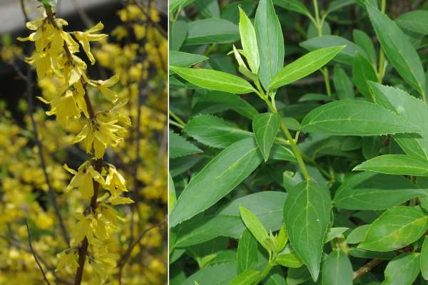 チョウセンレンギョウ