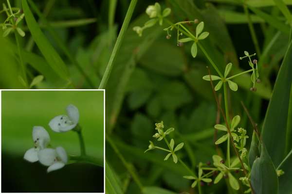 ホソバノヨツバムグラ