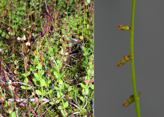 アリノトウグサ