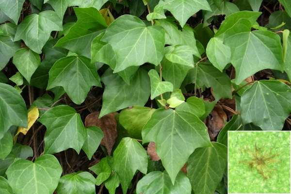 カナリーキヅタ