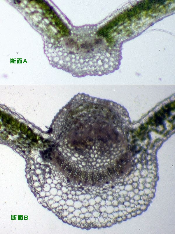 ハナイカダの葉脈断面