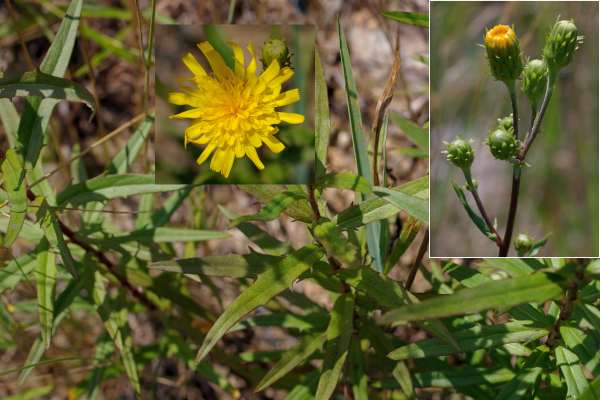 ヤナギタンポポ