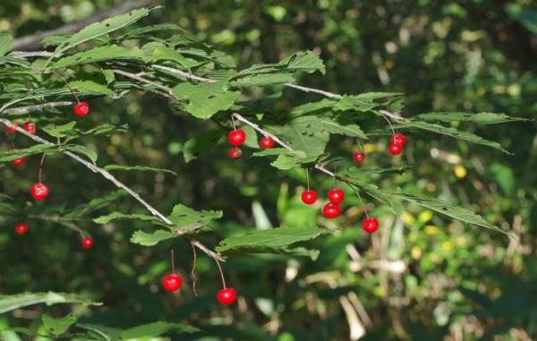 フウリンウメモドキ