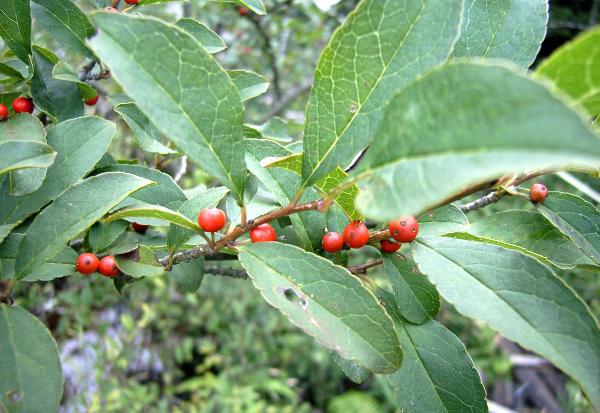 ミヤマウメモドキ