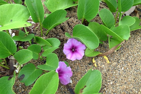 グンバイヒルガオ