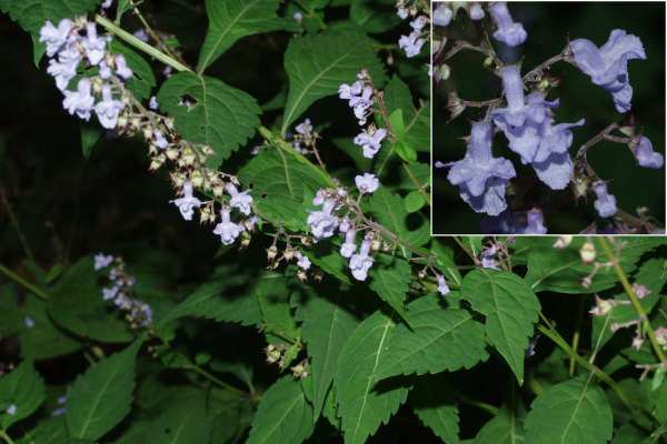 サンインヒキオコシ