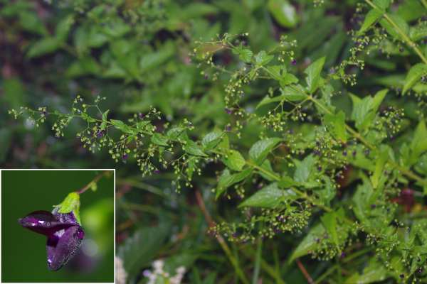 クロバナヒキオコシ