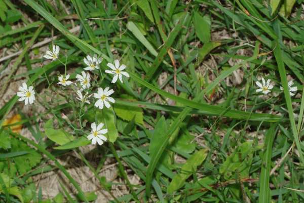 シロバナニガナ